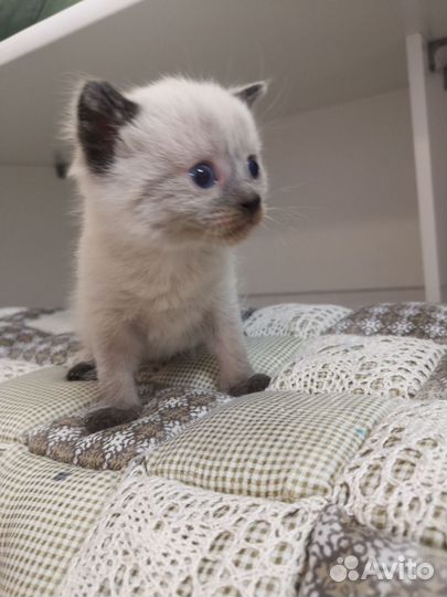 Котенок мальчик бесплатно