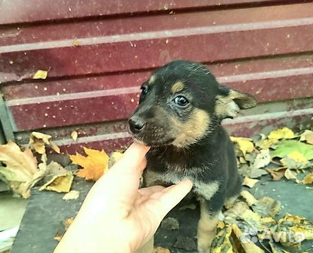 Овчарочная девочка бесплатно