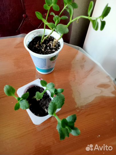 Каланхоэ цветущий