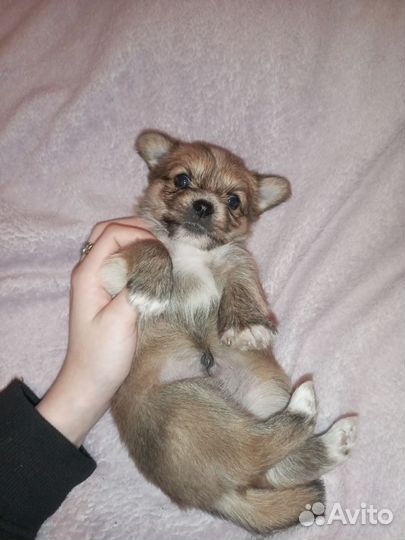 Йоркширский терьер