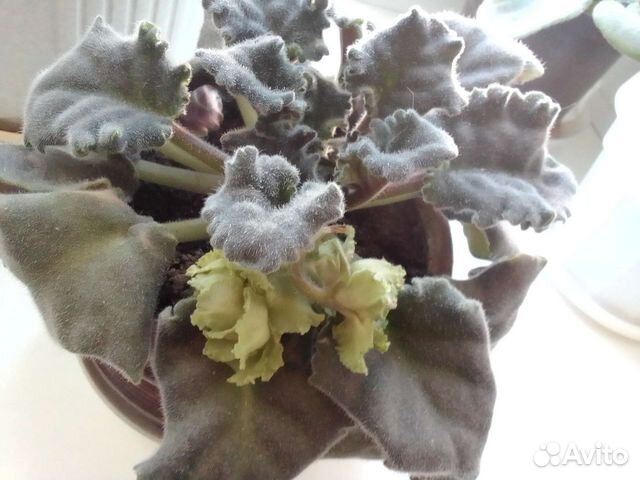 Сортовая фиалка Медный всадник