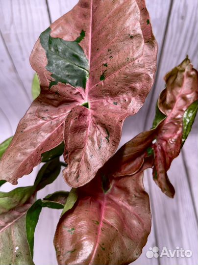 Сингониум Pink Pastel