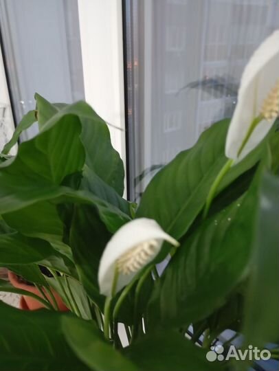 Спатифиллум