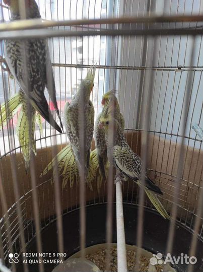 Корела нимфа