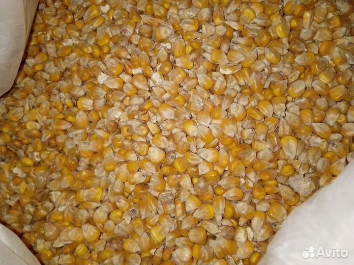 Ячмень, пшеница, овёс, горох, кукуруза