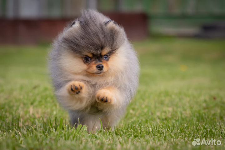 Шикарный мальчишка редкого окраса