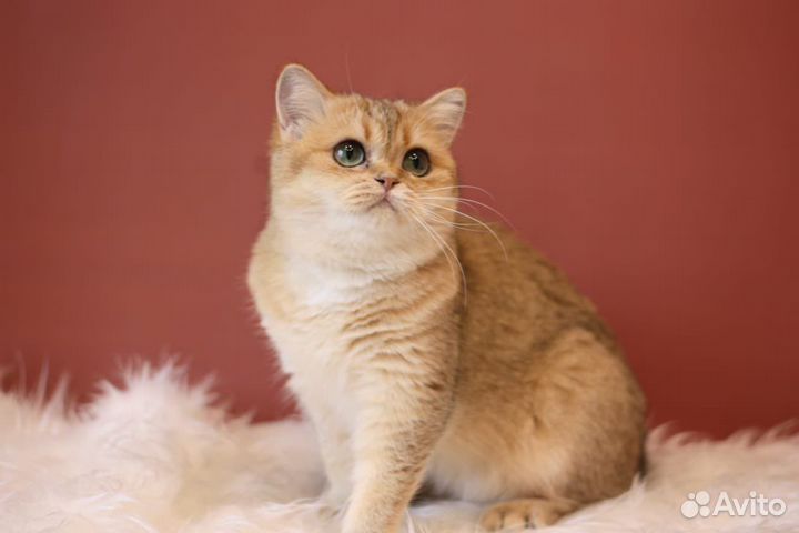 Золотая шиншилла кошка