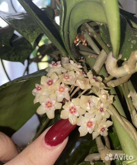 Хойя акута 673