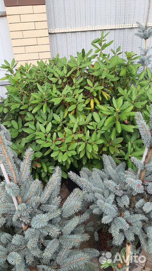 Сирень голубика барбарис саженцы