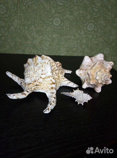 Ракушки крупные