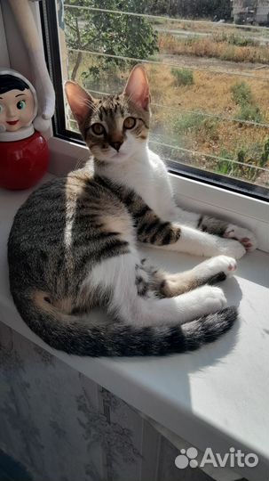 Молодой котик ищет семью