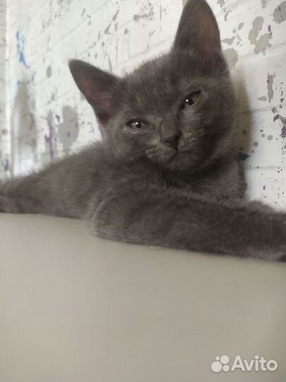 Отдам в добрые руки котят