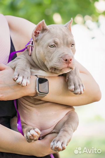 Девочка американский булли