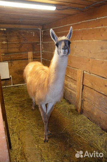 Экскурсия для детей на Экзотик ферму