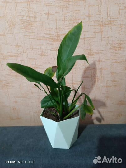 Спатифиллум