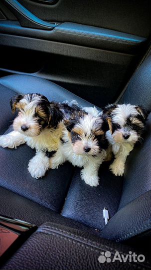 Бивер Йорк для вязки