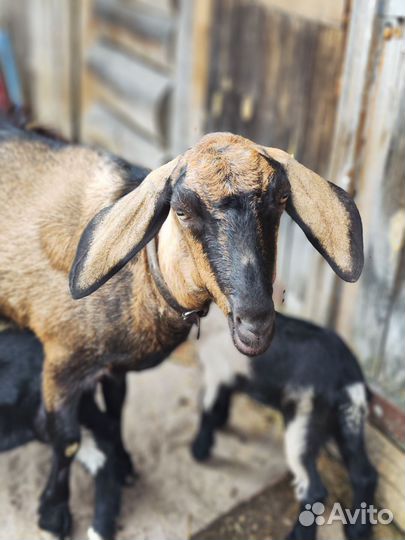 Козлик нубийский процентный
