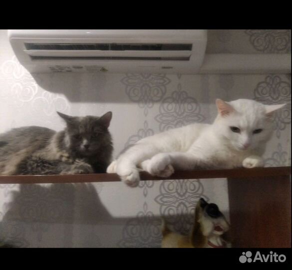 Серый котик ищет дом