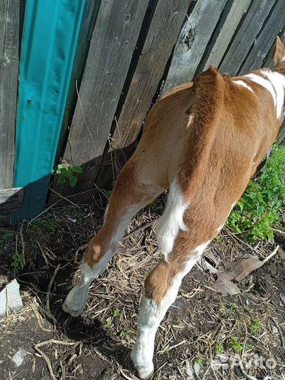 Бычок 1 месяц