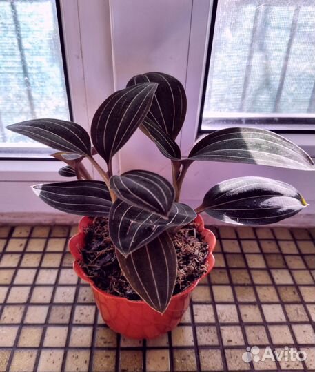 Лудизия- драгоценная орхидея. 6 отростков