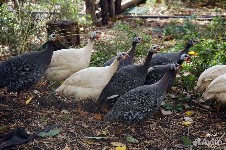 Яйцо цесарки
