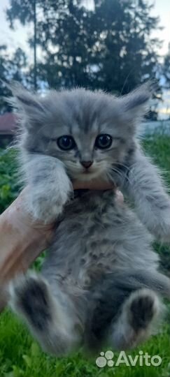 Кошка в дар бесплатно