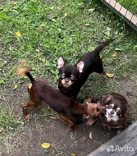 Чихуахуа подрощенный мальчик