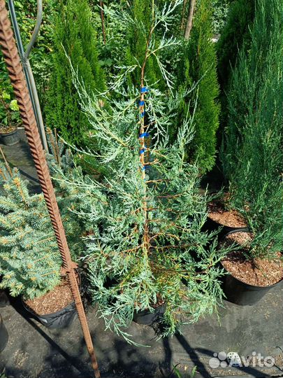 Можжевельник вергинский пендула