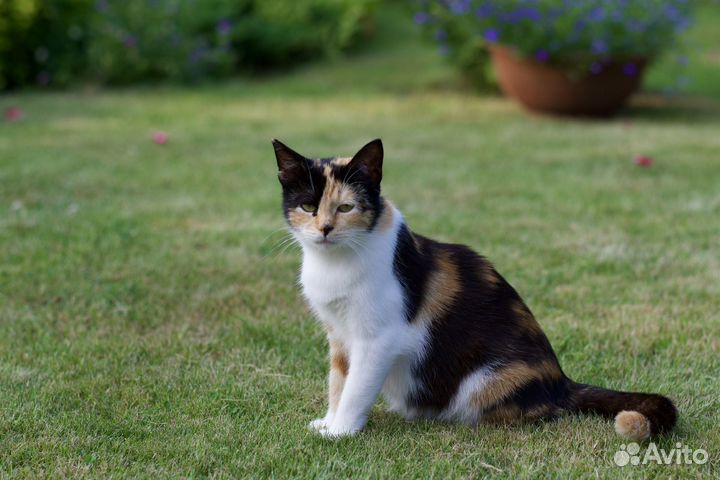 Трёхцветное счастье (кошка)