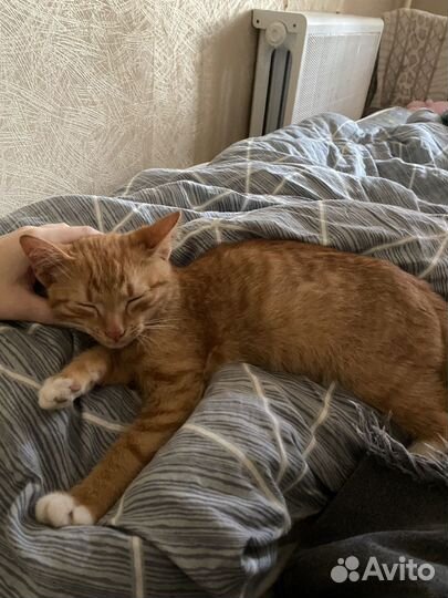 Рыжий котенок