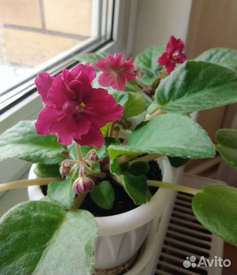 Сортовые фиалки