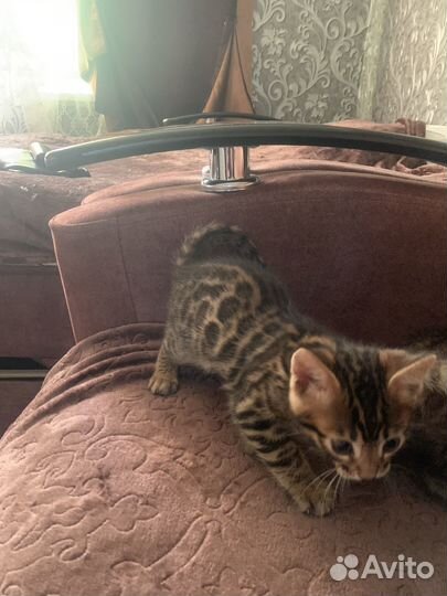 Бенгальская