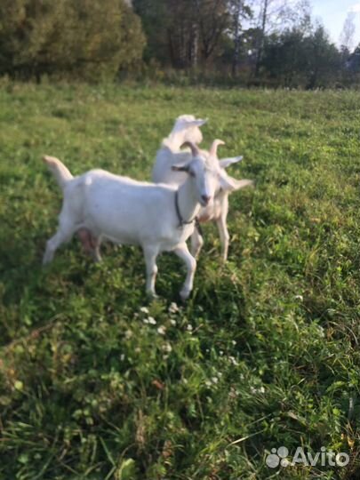 Зааненская коза