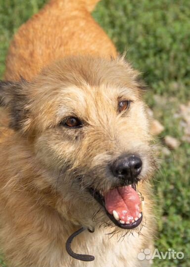 Собаки бесплатно в добрые руки