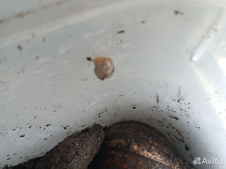 Улитки ахатины