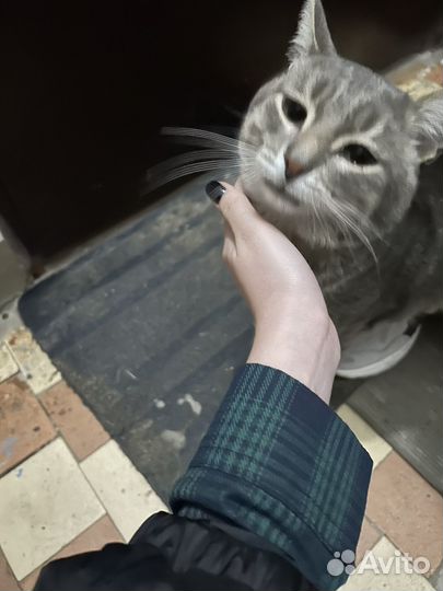Кот