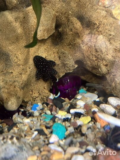 Анциструс звездчатый