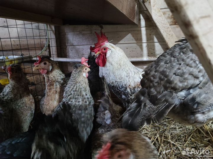 Инкубационное яйцо Легбар кремовый