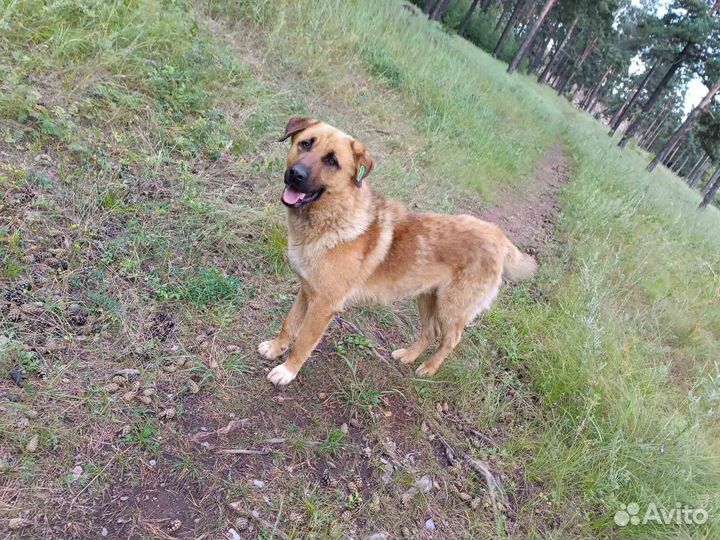 Собака для охраны в частный дом