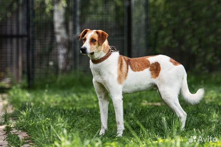 Отличный пес Рей ищет дом