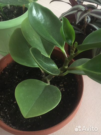 Эпипремнум, пепиромия, Зербина;