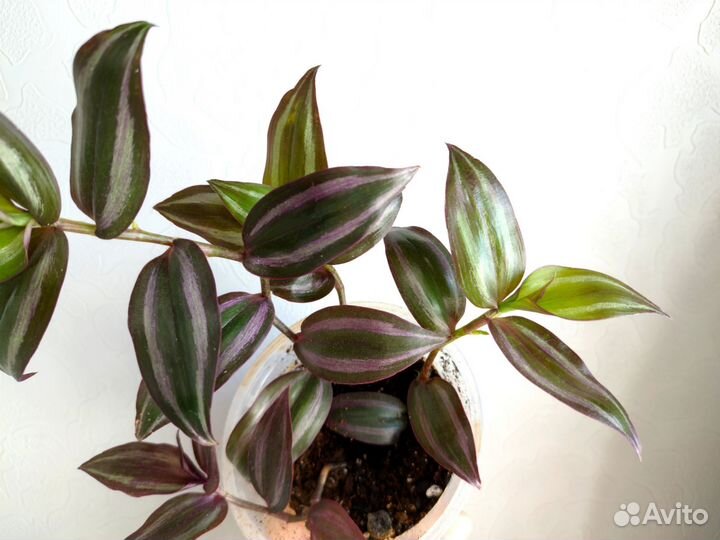 Традесканция комнатные растения