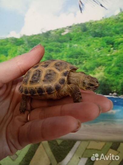 Черепаха