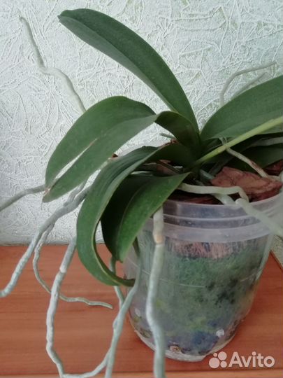 Фаленопсис Льюис Берри