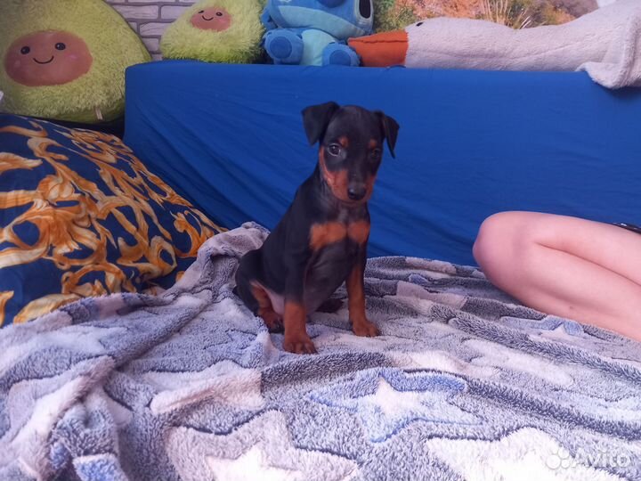 Щенки цвергпинчера