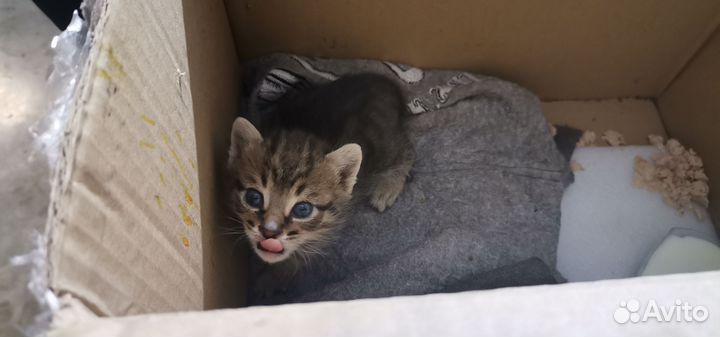 Котятки