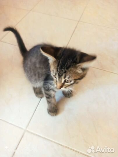 Кошки бесплатно