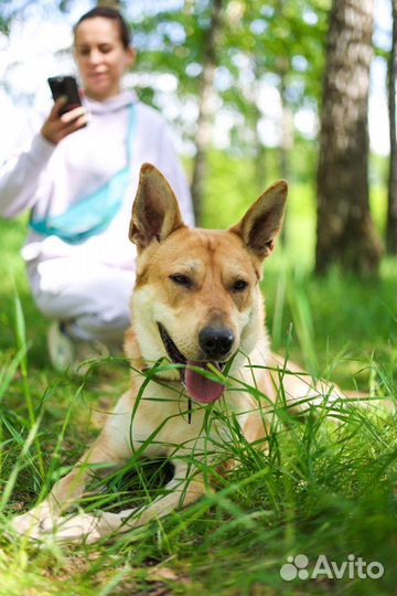 Домашний пёс оказался в приюте