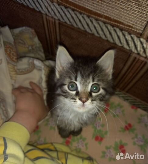 Кошечки - малышки ищут дом