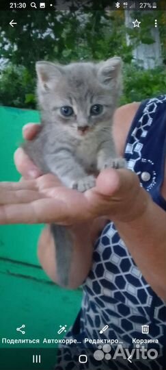 Кошка